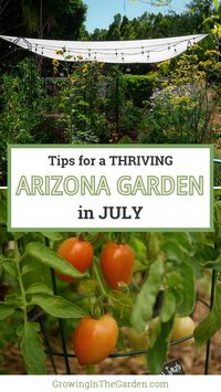 July is typically the hottest month in the low desert. Monsoons may bring humidity and moisture, but they may not. It’s essential to pay attention to your plants’ watering needs this month. The average temperature is 107°F (81°C), and the average rainfall is 1.22 inches. When you’re in the garden this month, remember to work outside in the cooler morning and evening hours and stay hydrated.