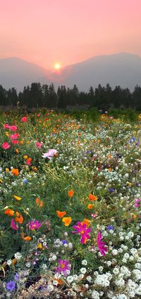 Wildflowers in Florence, Montana, by Pete Ramberg.