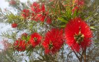 BOTTLE BRUSH TREE CAPE CORAL