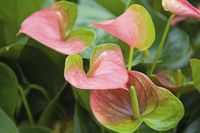 Color Change In Anthuriums - Why Did My Anthurium Flowers Turn Green