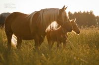 History of the Missouri Fox Trotter - EMFTHA e.V.