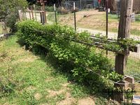 To Trellis Or Not To Trellis - The Heritage Homesteader