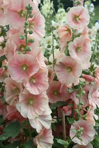 Hollyhocks... after peonies, ranunculus & hydrangea... one of my Garden Favorites. It's almost Spring!