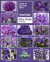 JetFreshFlowers.com Flower inspiration for the PANTONE® Color of the Year for 2018, PANTONE 18-3838 Ultra Violet. | Blog - PANTONE® COLOR OF THE YEAR 2018