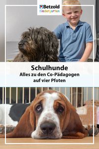 Welche Voraussetzungen sollten erfüllt sein sollten, damit ein Hund als Schulhund antreten darf und wie die Schüler von ihnen profitieren, erfahrt ihr im Betzold Blog. | Unterrichtsideen | Hunde in der Schule | Hunde und Kinder