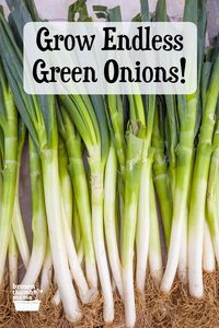 Green onions or scallions are easy to grow from seed, or from green onions bought at the grocery store. Let a few plants go to seed, and begin your Endless Green Onion Empire! Here's everything you need to know about growing green onions.