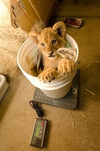 Lion cub Oregon zoo