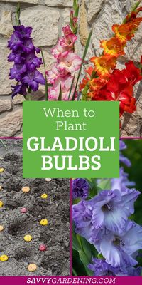 When to plant gladioli bulbs in gardens and for container gardening. The climate is really important when planting gladioli bulbs. Gladioli flowers or sword lilies. These flowers are affordable and are great for a budget garden. The upkeep is minimal. Find out here how to plant gladioli bulbs in warm and cold climates for bright and colorful blooms.