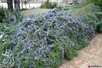 Rosmarinus officinalis Prostratus. Love my rosemary everywhere. Bee rich plant also loved by butterflies and finches.