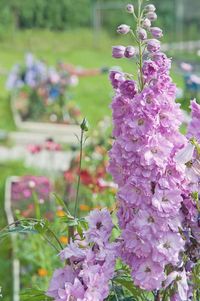 A sturdy performer, Delphinium elatum 'Sweethearts' (Candle Larkspur) is a tall herbaceous perennial boasting showy flower spikes densely packed with rich rose pink flowers. Blooming for weeks from early summer to early fall, it adds a wonderful architectural presence to the garden and draws the attention from quite a distance. Rising from a mound of divided, dark green foliage, this Delphinium has a neat compact habit. It belongs to the 'New Millenium' Series, which is renowned for the excellen