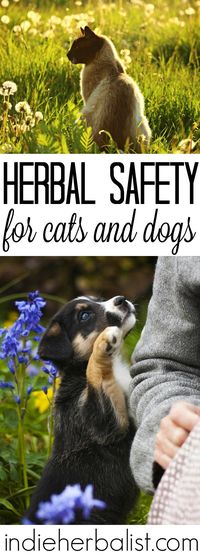 Herbs & Pets #herbs #herbalist