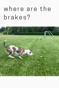 where are the brakes?🐕 😍follow @ecosenpai❗ because you want more👍🙌😍😅The best video about animals! dog fails videos | funny animal videos | funny animal videos can't stop laughing hilarious | cute animal videos animal videoys | baby animals videos | wild animal videos | pet videos | funny and dog videos | animal videos funny dogs | videos animales | animals beautiful videos | animals aesthetic videos | funny animal gifs #cuteanimals#animalsvideos #funnyvideos#cutevideos#animals#dogfail