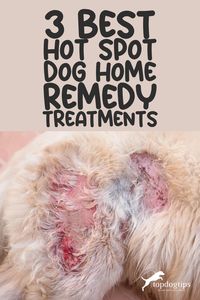 Hot spots can appear on your dog's skin out of nowhere, causing irritation and discomfort. 🚫🔥 Before you panic, did you know there are effective home remedies you can try? Discover the top 3 home treatments for easing your pup's hot spots in our helpful guide! 📘🌼