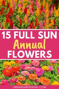 Fill your flower beds with these vibrant full sun annual flowers. Explore a dazzling array of flower plants that thrive in bright, sunny conditions, adding a burst of color and cheer to your flower garden. From cheerful marigolds to bold zinnias and delicate petunias, discover the perfect annual flowers to brighten up your flower garden.