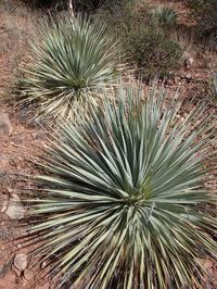 (aka Dasylirion wheeleri KJS 334) This selection of Wheeler's sotol is from a Kenton Seth seed collection west of Apache Junction, AZ, where it grows on red sandstone among scrubby pines and junipers. These seeds are from a population with smaller than normal heads of powder blue foliage.