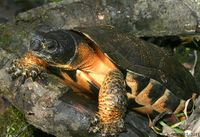 Wood Turtle... Interesting!