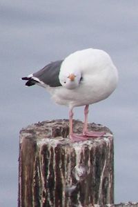 seagull, Morro Bay by S'mee via knotinthestring.b...