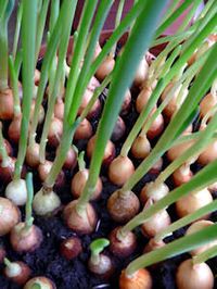 Never Pay For Onions Again: Grow Them Indoors!  This page has all sorts of interesting ideas for growing plants indoors.