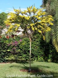 desert cassia tree