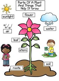 Great anchor chart for a plant unit! $