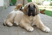 Spanish Mastiff