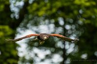 Harris Hawk in flight