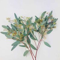 Eucalyptus – Seeded