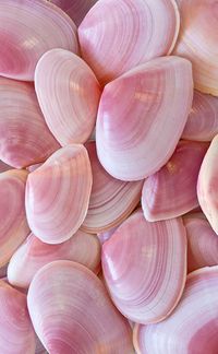 ♡ Pink seashells