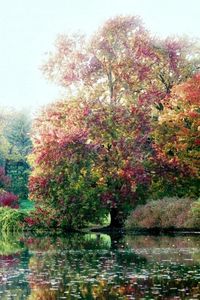 Monet - Tree by Water