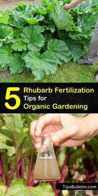 Fertilizing Rhubarb Organically - DIY Rhubarb Plant Food