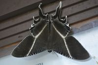 Giant Uraniid Moth (Lyssa menoetius)