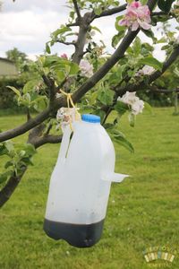 Home-made Codling Moth Traps - Merrybower Homestead