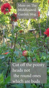 How to dead head dahlias - and find out more about growing dahlias, choosing dahlia varieties and protecting dahlias from slugs and snails on the Middlesized Garden blog.