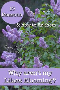 10 reasons why your lilacs won't bloom and how to fix them. Lilacs are hardy an shrubs but some have trouble getting them to bloom. Find out what the problem may be and how to get your Lilac to bloom every year! #lilacs #easygardening #beginnergarden