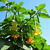 brugmansia plant with yellow flowers