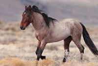 Red Roan Mustang