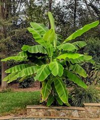 Musa basjoo (Japanese Banana)