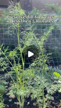 Cara Jones• Wife • Homesteading mama on Instagram: "How to preserve dill in minutes! 
.
.
#homestead #homesteading #preserving"