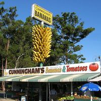 Big Bunch of Bananas – Coffs Harbour, Australia - Atlas Obscura