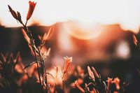 Nature, sunlight, photography, warm tones, beautiful plants, Moody photography