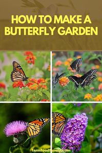 A butterfly garden that is created in a sunny area, with a reliable source of water and ample sunning rocks, as well as some type of shelter from the elements, will be too enticing for a butterfly to pass by. #butterflygarden #gardeningtips #gardeninghacks #farmfoodfamily