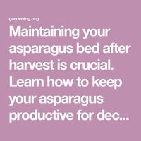 Maintaining your asparagus bed after harvest is crucial. Learn how to keep your asparagus productive for decades with this easy how-to.