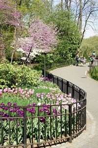 Central Park, NYC. Shakespeare's garden