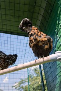 Customise your poultry playground with even more of Omlet’s expertly designed chicken accessories, like chicken peck toys, a chicken swing or the Caddi chicken treat holder!