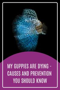 Guppy fish are small, colorful fish that live in tropical or cubtropical environments. They are easy to care for and are popular pets in many countries. But like other pet fish, their health and lifespan can be different affecting by many factors. In this article, you'll learn the common causes of death among guppies and prevention for diseases and death. #guppyfish #freshwaterfish