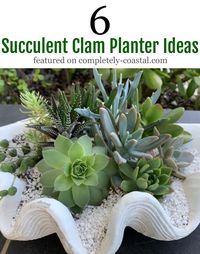 Succulents are low maintenance plants that are very popular to use with these gorgeous giant clam shell replicas. Check out these succulent clam planter ideas and see how easy it is to create a beautiful succulent arrangement in a clam. Featured on completely-coastal.com  #clamshellplanters #succulentclams #succulentsinclamshells #shellsucculentplanters