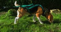 Sporting beagle, fit beagle