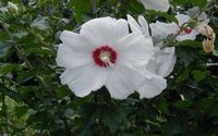 HIBISCUS CAPE CORAL