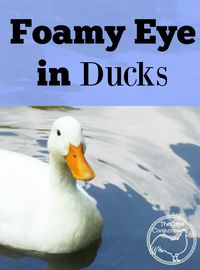 Foamy Eye Disease in Ducks - The Cape Coop