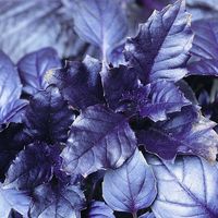 Buy basil / Ocimum basilicum var. purpurascens 'Purple Ruffles' Ocimum basilicum var. purpurascens Purple Ruffles: £2.49 Delivery by Crocus